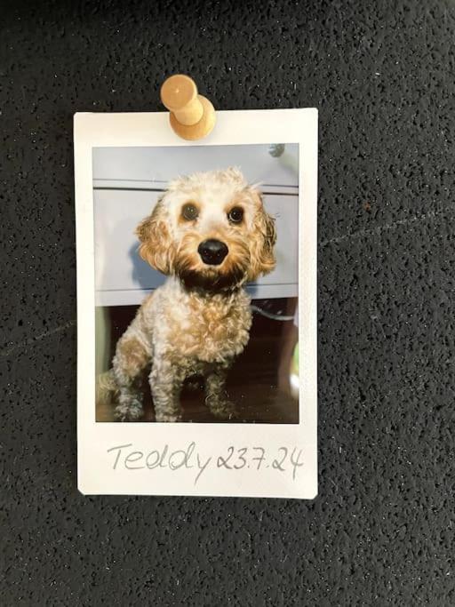 Cozy Wilkipartment Bis 4 Pers - Hund - Netflix - Wlan - Wintergarten - Coffeebar - Popcorn Verl Bagian luar foto